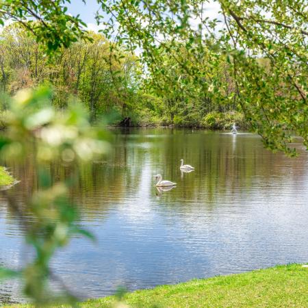 Pond with swans near  at Princeton Park apartments in Lowell, MA.