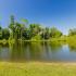 Lake landscape with trees
