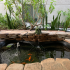 Pond