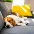 Beagle sleeps on couch