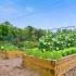Community Garden