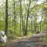 Tree Lined Nature Trail | Canton Woods apartments in MA