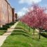 Exterior of townhomes with blossoming trees