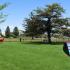 Dog park with obstacles