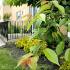 Closeup of a tree with green leaves at Sterling Glen apartments for rent