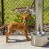 Dog at doggy drinking fountain with hose bibb | Luxury Apartments In Clermont FL | Castle Hill