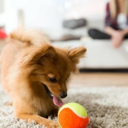 Dog playing in living room, pet friendly apartments cambridge