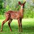 Deer in Nature | New Windsor Nature | Peaceful Animals