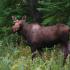 A young moose walking through the forest. | North Haven Fort Wainwright | North Haven Communities at Fort Wainwright