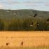 Wild geese flying through a meadow. | Fort Wainwright Housing | North Haven Communities at Fort Wainwright