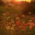 A field of flowers during sunset. | North Haven Communities at Fort Wainwright