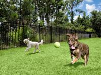 Dog Park | Bradenton, FL Apartments | Luxe Lakewood Ranch
