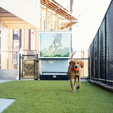 Dog Running on Lawn | Allston Apartments | TRAC 75