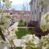 Landscaping - trees in bloom at Liv Wildwood apartments in Ludington, Michigan.