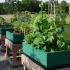 Community raised garden beds