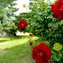 Closeup of rose bush at Northgate Village apartments for rent in Burlington, NJ